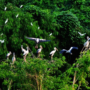 City Bird Garden