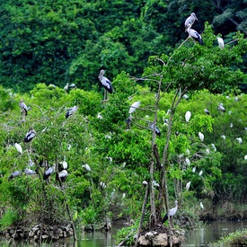 Tan Long Stork Garden