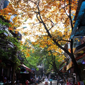 Hang Khoai - Street Of Tubers